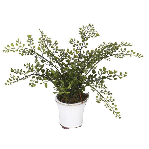 Small Maiden Hair Fern in Pot